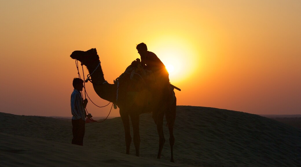 Khuri Sand Dunes featuring land animals, a sunset and desert views