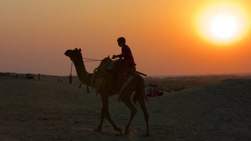 Khuri Sand Dunes showing desert views, a sunset and land animals