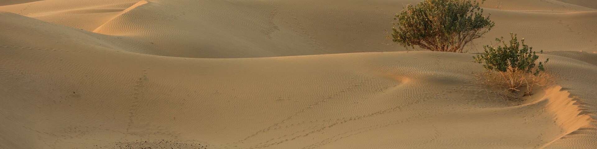 Khuri Sand Dunes showing desert views