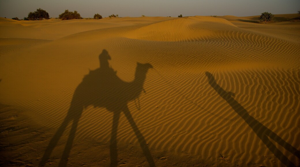 Khuri Sand Dunes featuring a sunset, land animals and animals