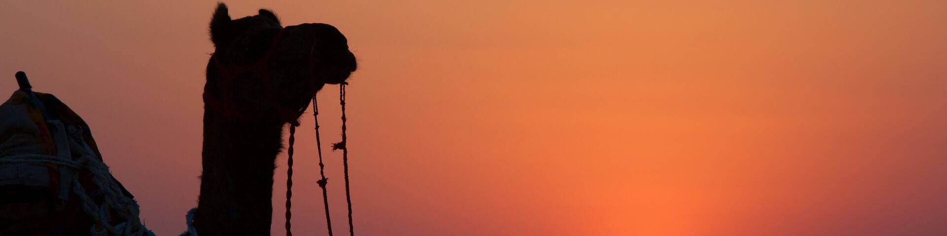 Khuri Sand Dunes showing animals, land animals and a sunset