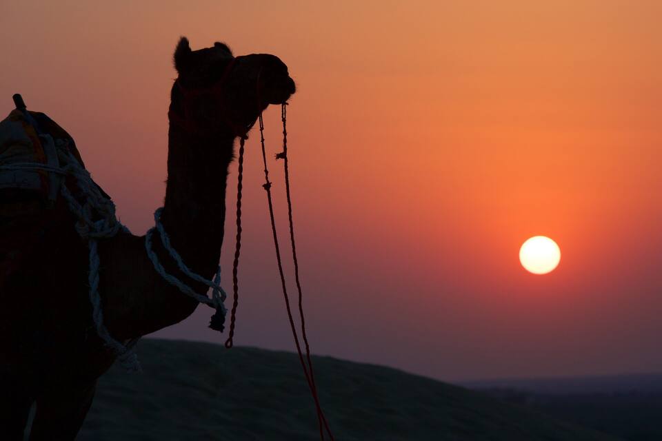 A camel silhouetted against a sunset with the sun visible in the background.