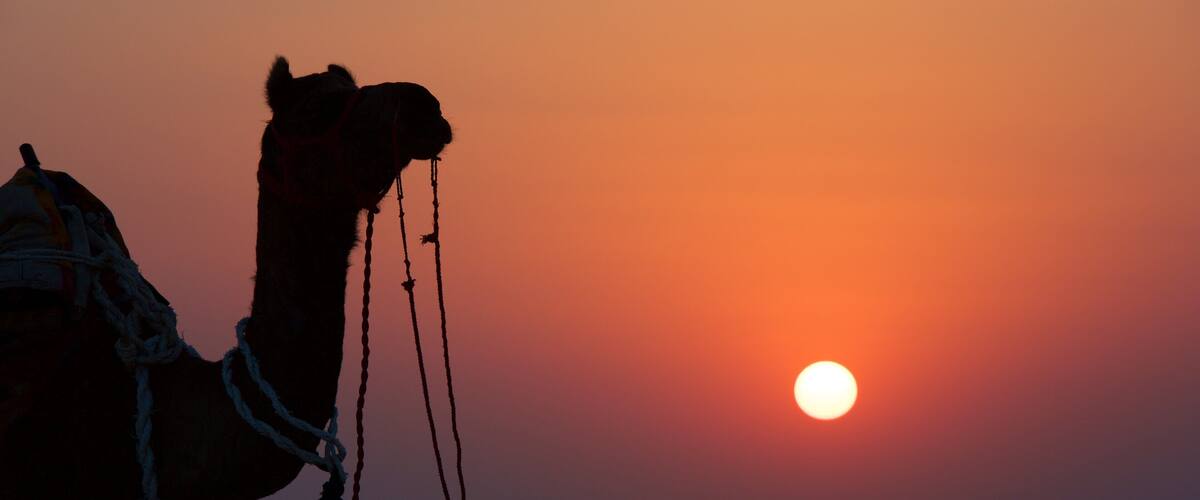 A camel silhouetted against a sunset with the sun visible in the background.