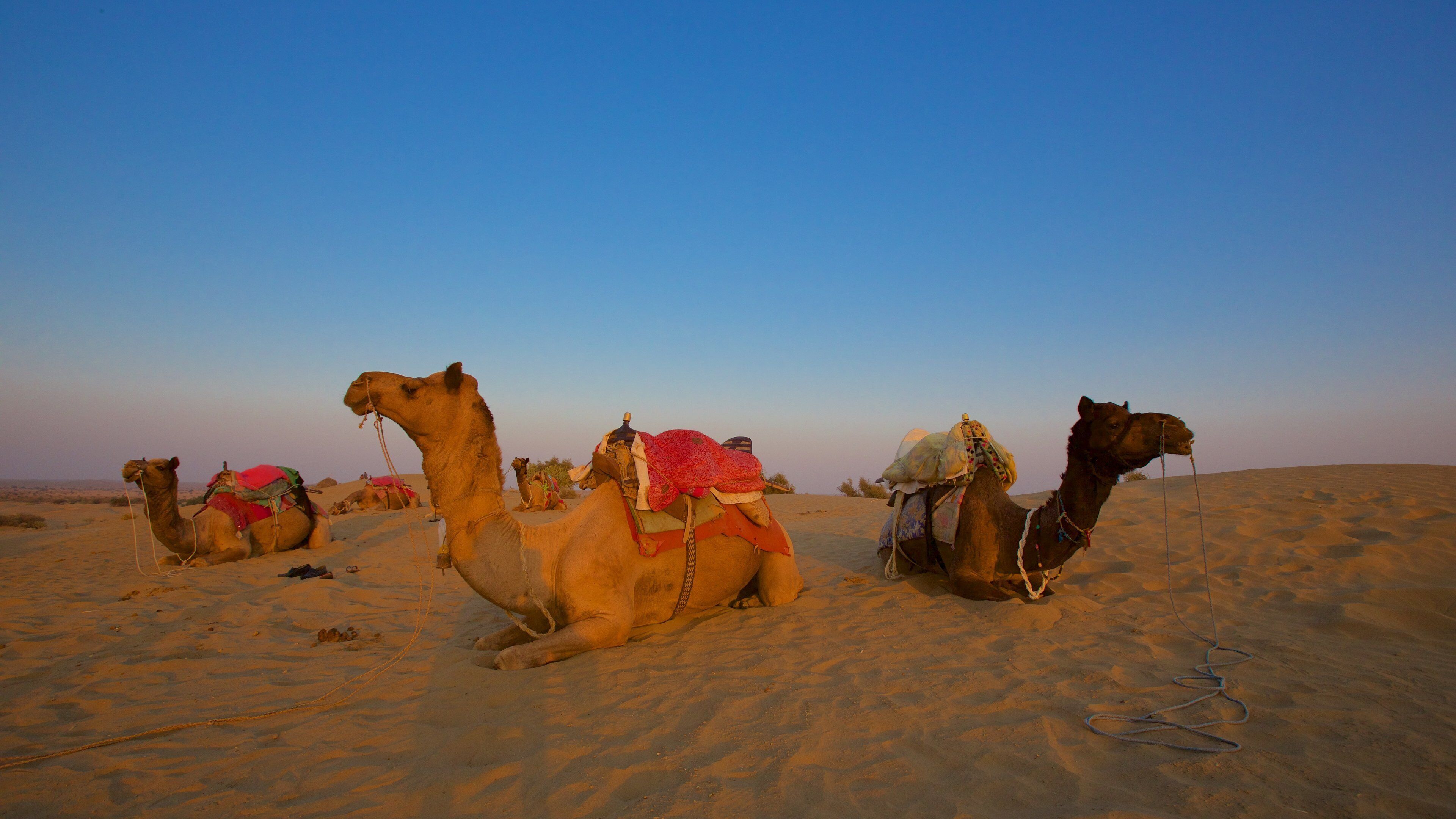 Khuri Sand Dunes trong đó bao gồm cảnh sa mạc và động vật trên can