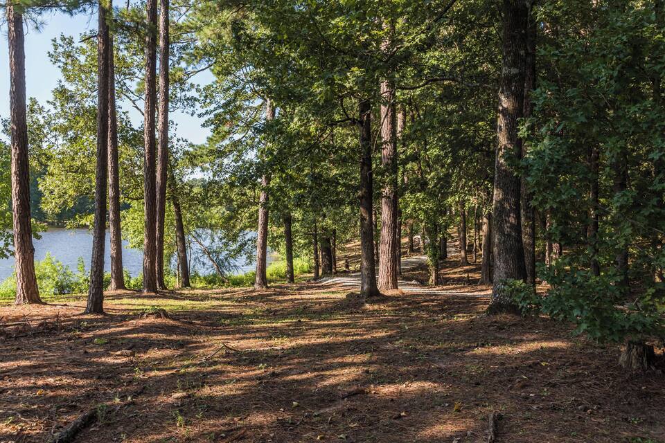 A forested area with tall trees and a lake in the background.