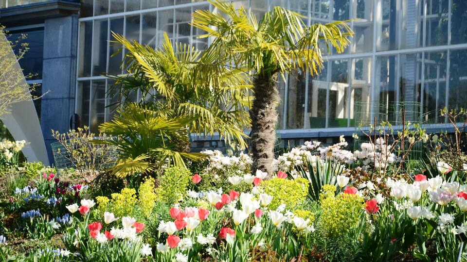 A garden with a palm tree and various flowers in front of a building with large windows.