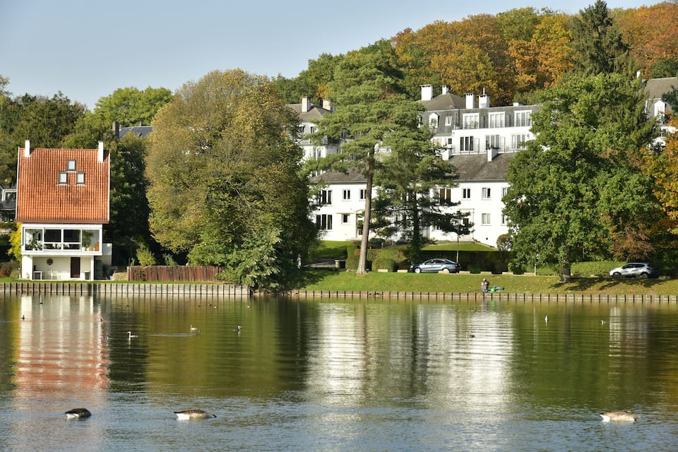 A lake with ducks, surrounded by houses and trees.