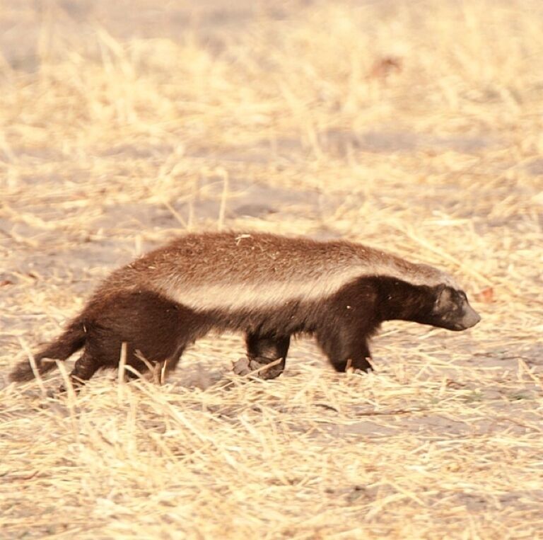 Yeah, that's a honey badger. And he don't give a $&#%.