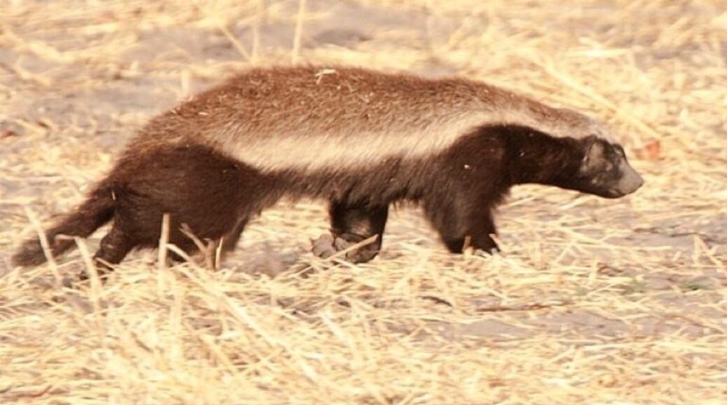 Yeah, that's a honey badger. And he don't give a $&#%.