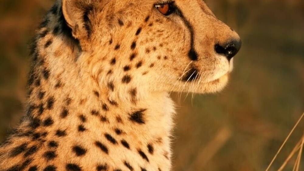 My first wild cheetah sighting, and what a show - she found a small termite mound and basked in the glow of the setting sun. Surreal moment.