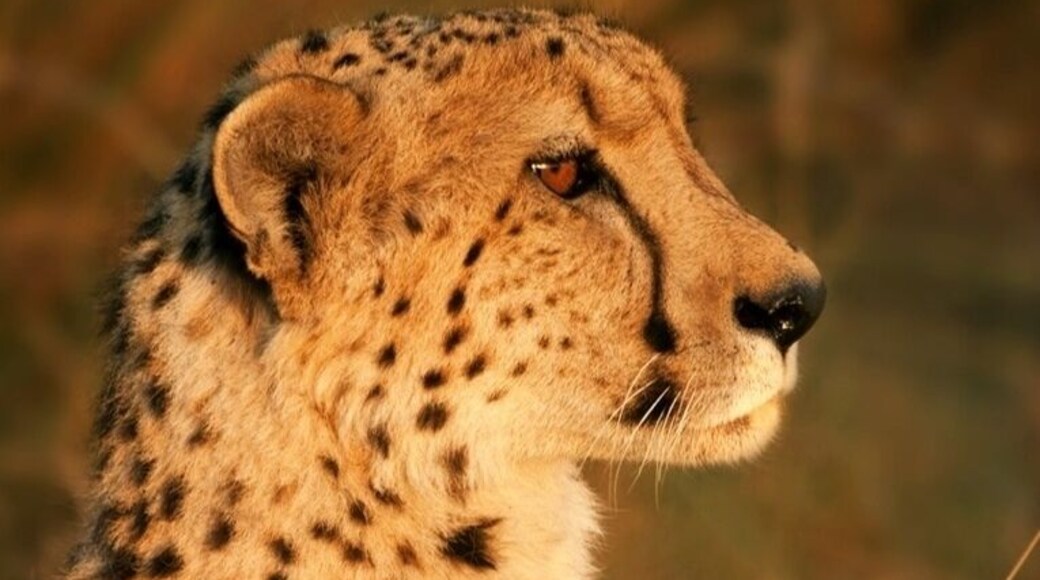 My first wild cheetah sighting, and what a show - she found a small termite mound and basked in the glow of the setting sun. Surreal moment.