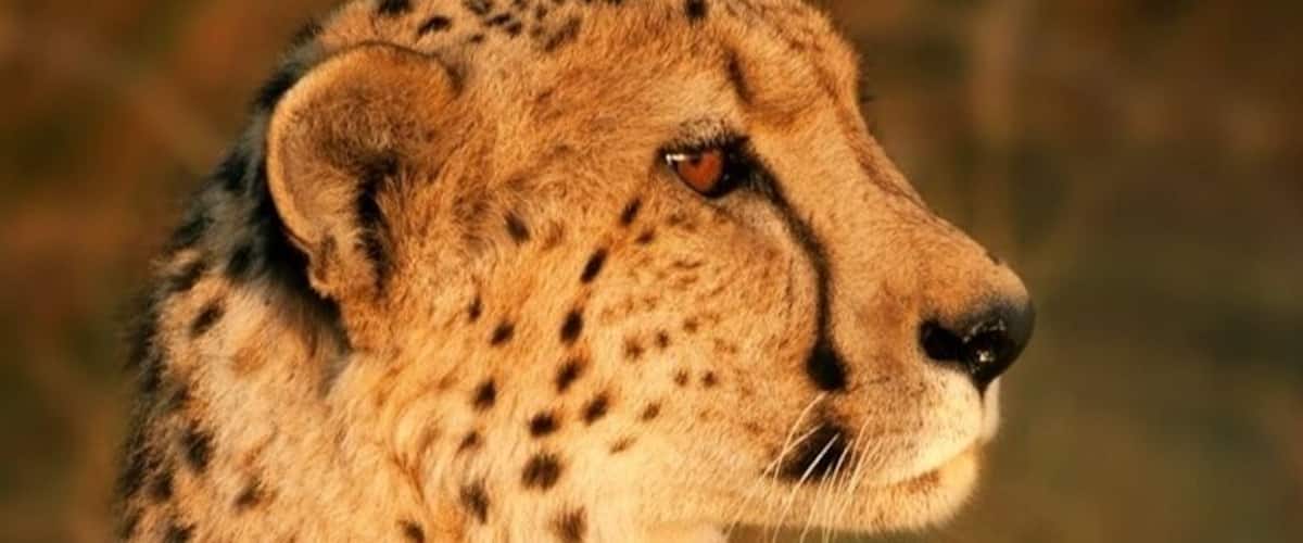 My first wild cheetah sighting, and what a show - she found a small termite mound and basked in the glow of the setting sun. Surreal moment.