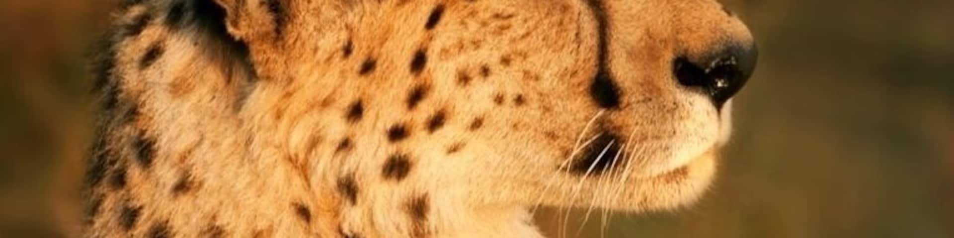 My first wild cheetah sighting, and what a show - she found a small termite mound and basked in the glow of the setting sun. Surreal moment.