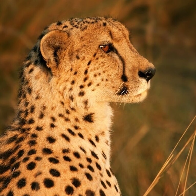 My first wild cheetah sighting, and what a show - she found a small termite mound and basked in the glow of the setting sun. Surreal moment.