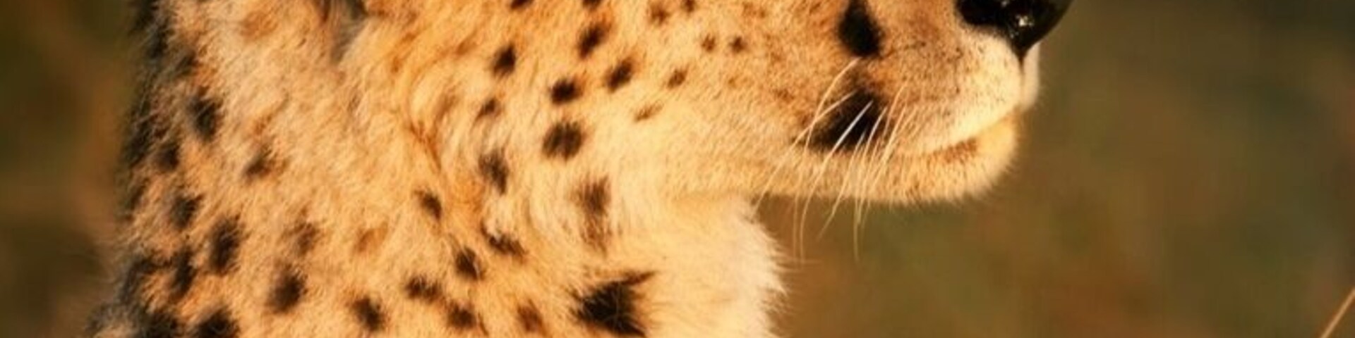 My first wild cheetah sighting, and what a show - she found a small termite mound and basked in the glow of the setting sun. Surreal moment.