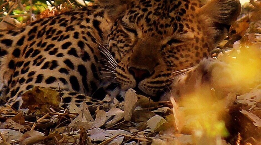 Sleeping off last nights kill! Came back later in the day and he had moved up into the tree!