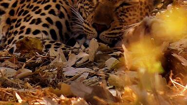 Sleeping off last nights kill! Came back later in the day and he had moved up into the tree!