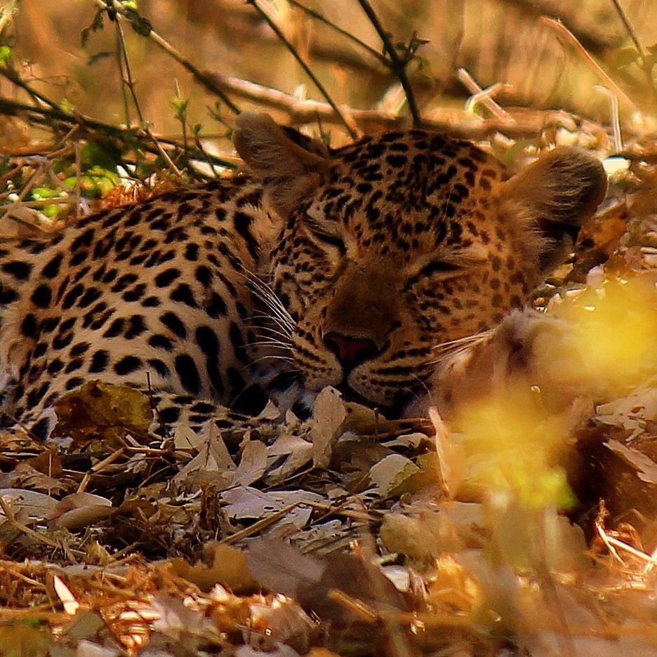 A leopard resting among dry leaves and twigs in a natural setting.