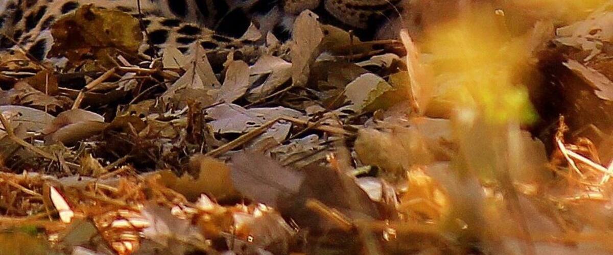 A leopard resting among dry leaves and twigs in a natural setting.