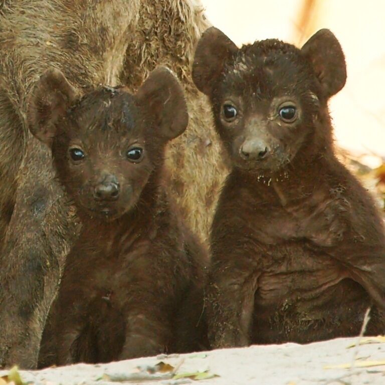 Spotted hyena cubs, not more than 2 days old, getting their first glimpse of the world outside their den.