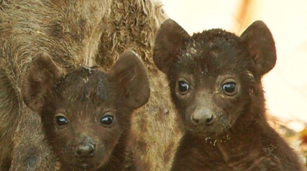 Spotted hyena cubs, not more than 2 days old, getting their first glimpse of the world outside their den.