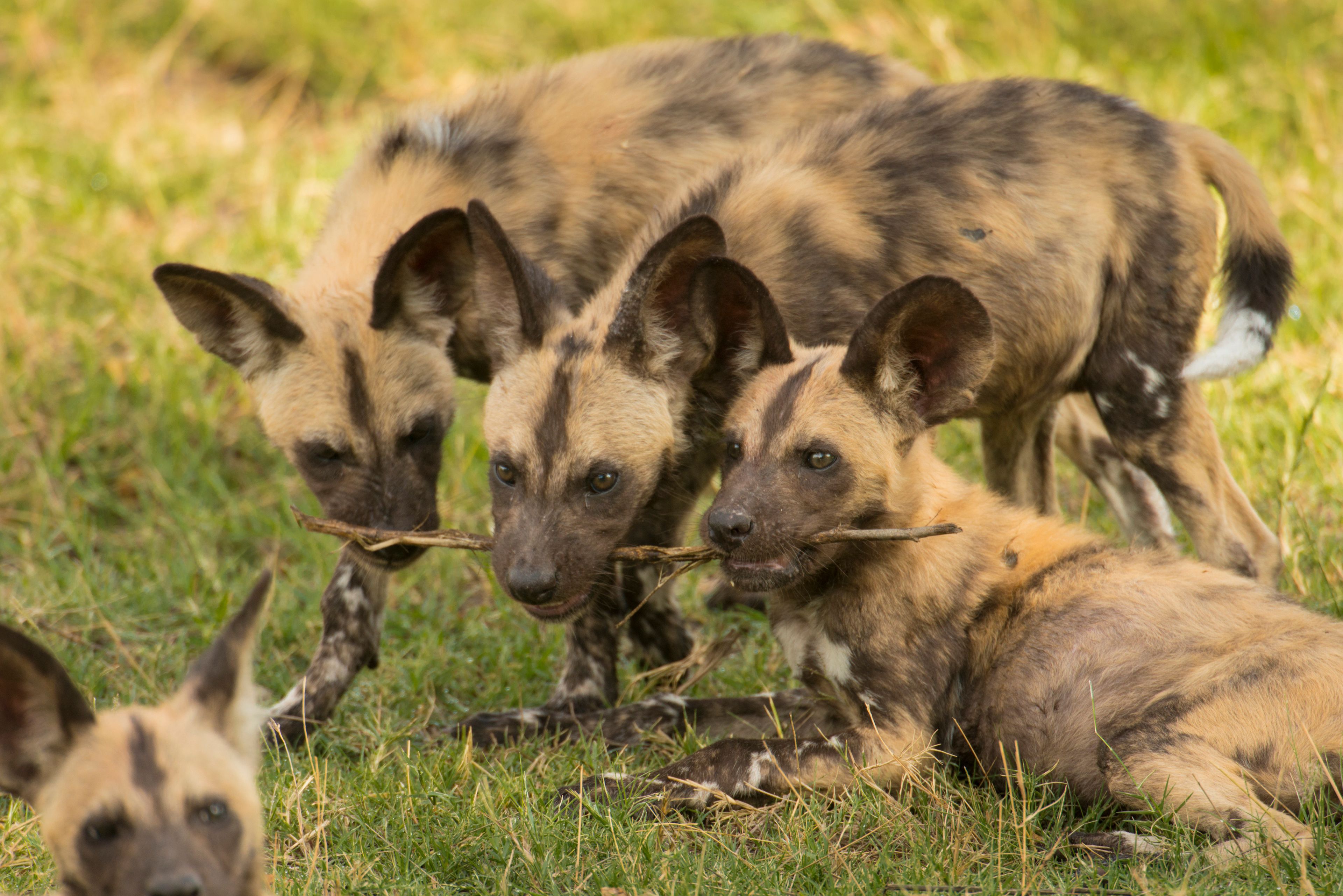 African wild dog (Lycaon pictus) pack members play together at Selinda Reserve in Botswana; Selinda Reserve, Botswana