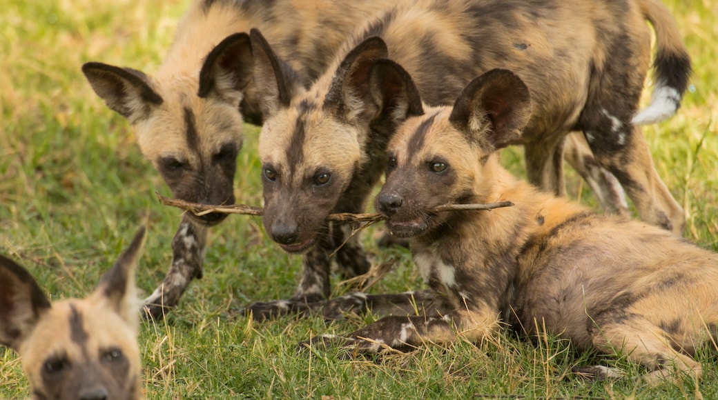 African wild dog (Lycaon pictus) pack members play together at Selinda Reserve in Botswana; Selinda Reserve, Botswana