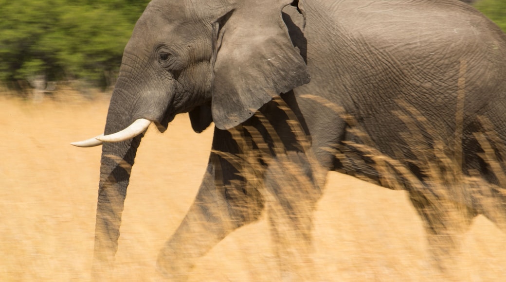 African elephant (Loxodonta africana) walking in tall grass at the Selinda Reserve; Selinda Reserve, Botswana