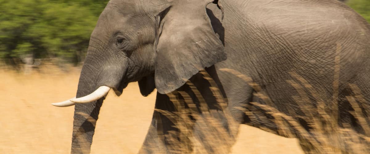 Un elefante en una sabana seca con árboles al fondo.