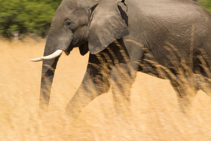 African elephant (Loxodonta africana) walking in tall grass at the Selinda Reserve; Selinda Reserve, Botswana