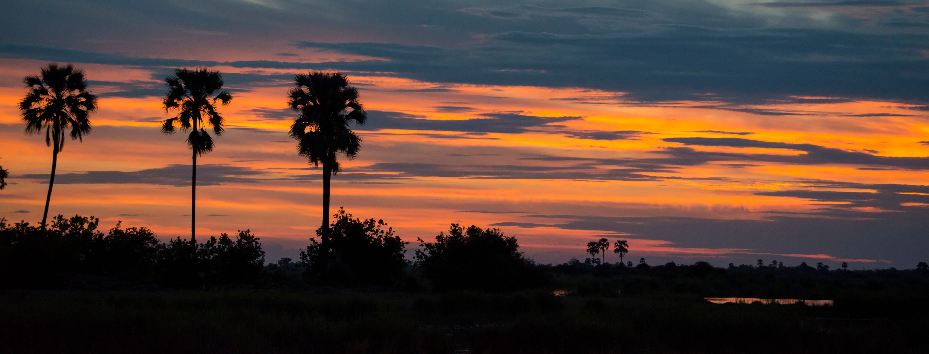 Three palm trees and the sun setting over the Selinda Reserve; Selinda Reserve, Botswana