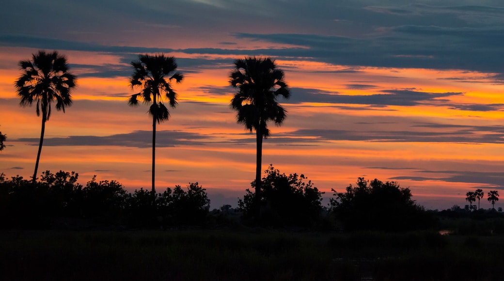 Three palm trees and the sun setting over the Selinda Reserve; Selinda Reserve, Botswana
