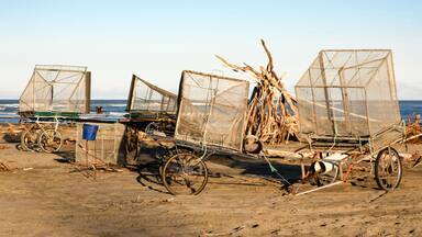During whitebaiting season, there are many whitebait nets along the beach at Waikuku marking each fisherman's spot while they wait for the right tide