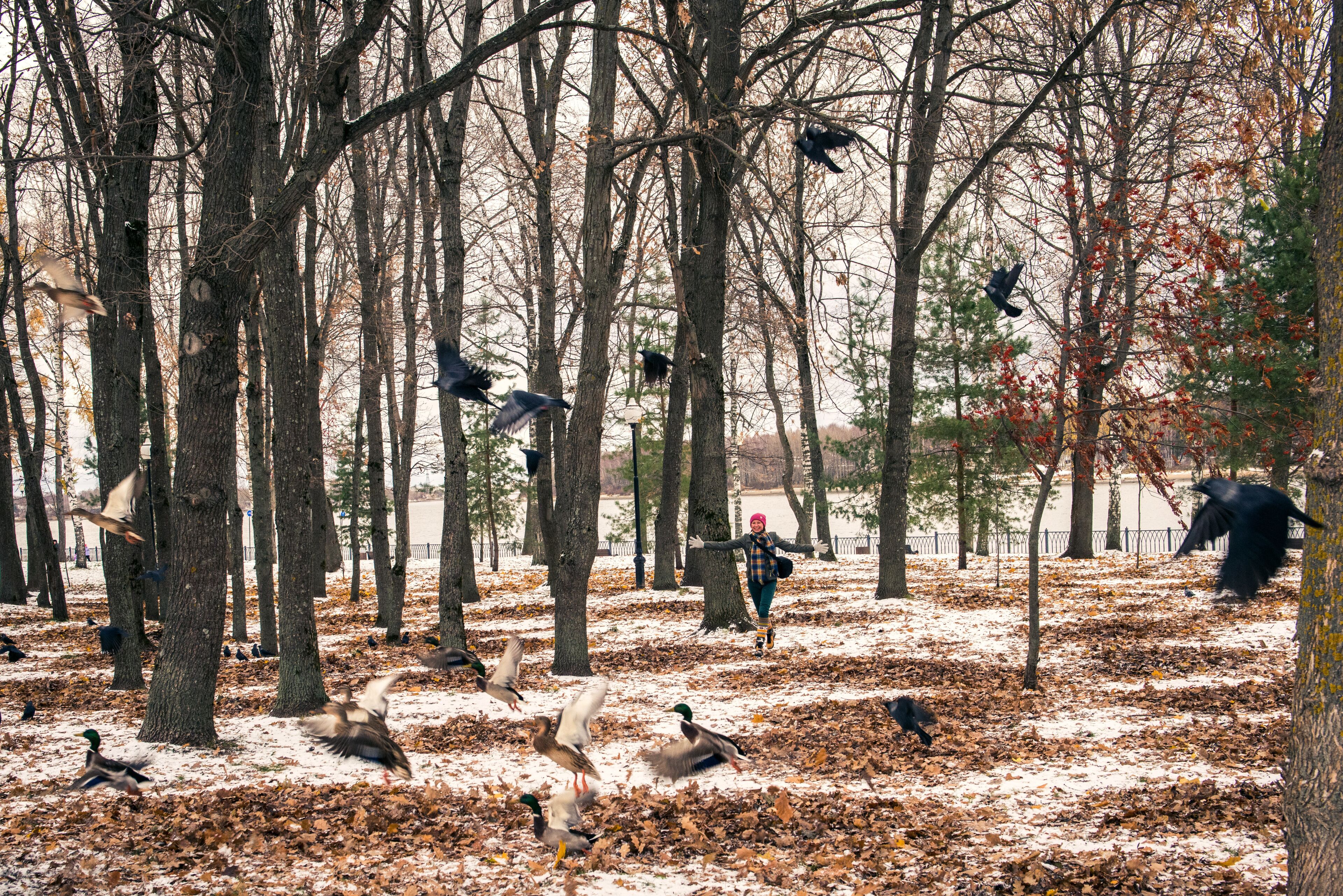 Adult fooling around by scaring birds in the forest, birds flying up, fun game in the city park outdoors