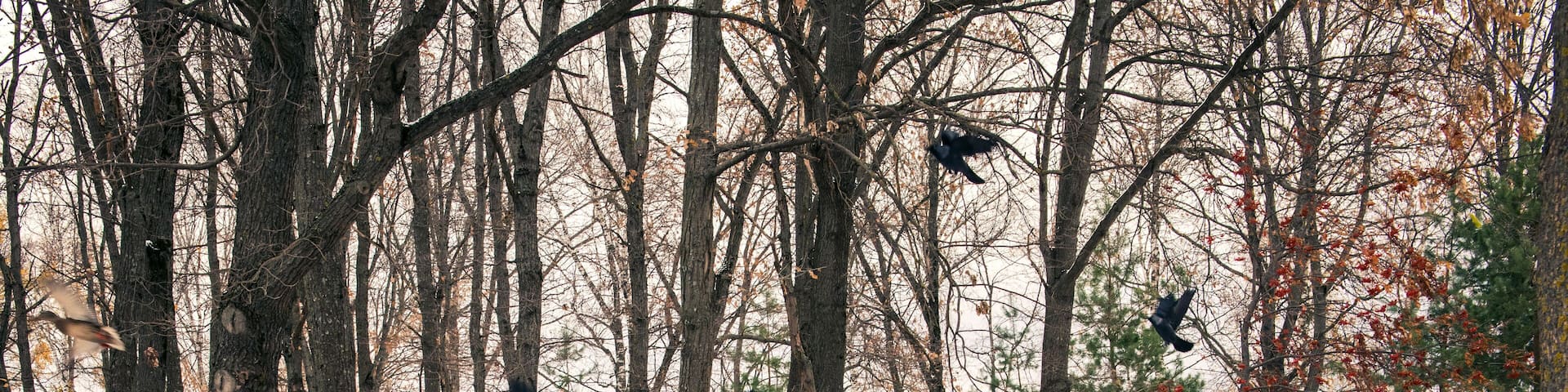 Adult fooling around by scaring birds in the forest, birds flying up, fun game in the city park outdoors