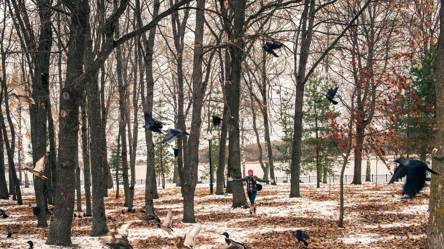 Adult fooling around by scaring birds in the forest, birds flying up, fun game in the city park outdoors