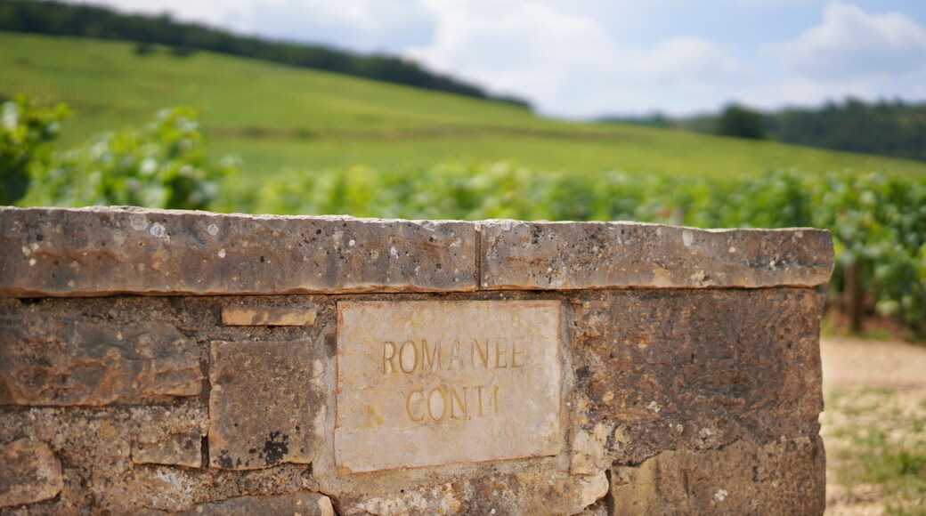 Romanée Conti vineyards in Burgundy, France