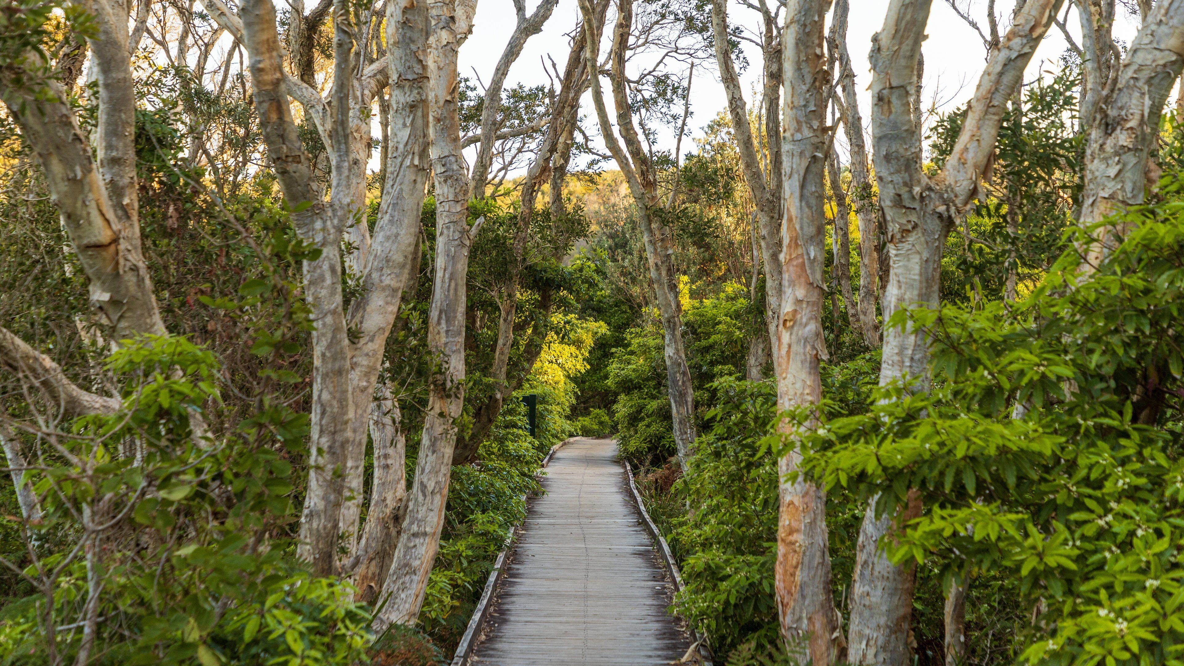 Fingal Bay showing tranquil scenes and forests