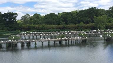 Stumbled upon this egret sanctuary. What a beautiful surprise! #takeahike #averyisland