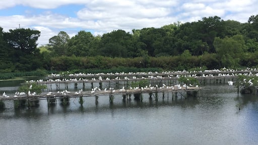 Stumbled upon this egret sanctuary. What a beautiful surprise! #takeahike #averyisland