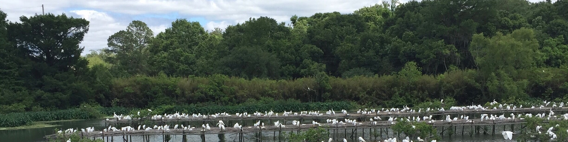 Stumbled upon this egret sanctuary. What a beautiful surprise! #takeahike #averyisland