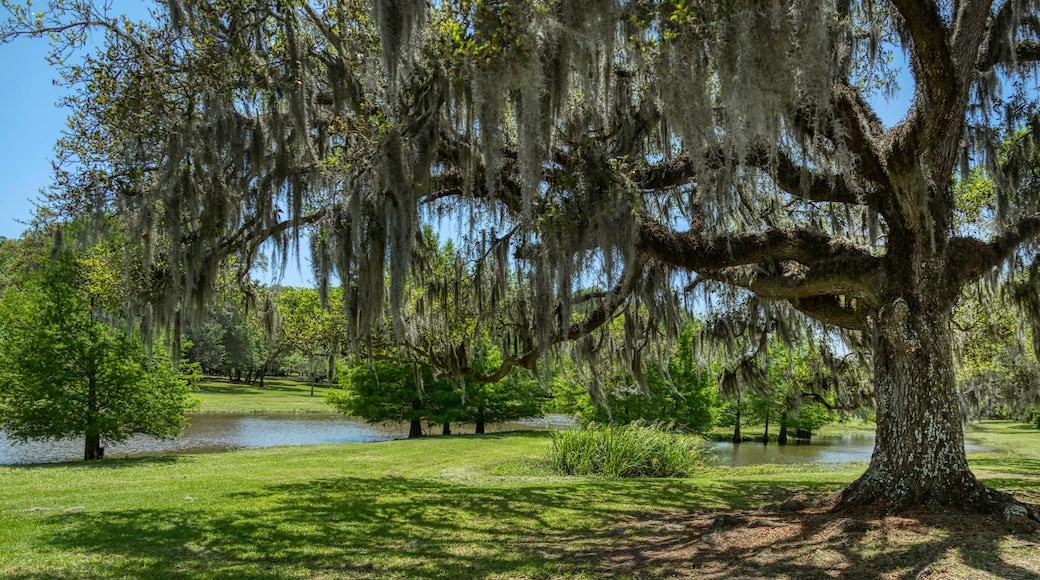 Jungle Garden, Avery Island, Louisiana