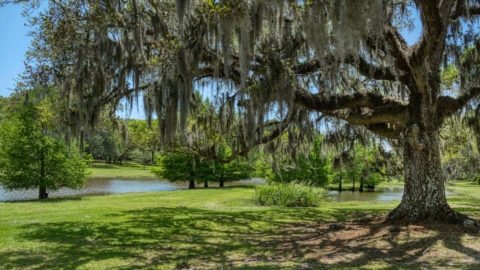 Jungle Garden, Avery Island, Louisiana
