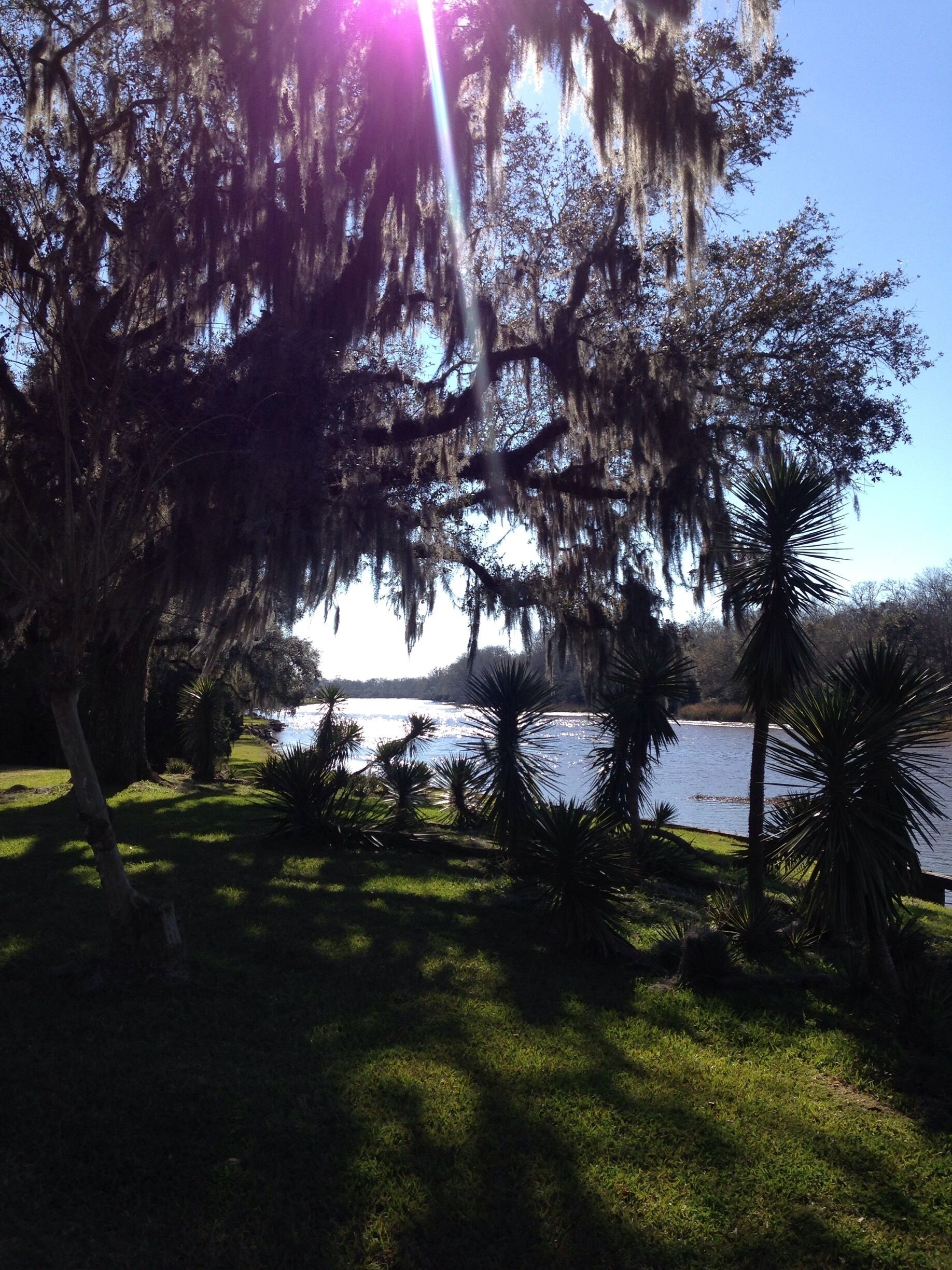 Walking around the Jungle Gardens at Avery Island in Louisiana. So beautiful!