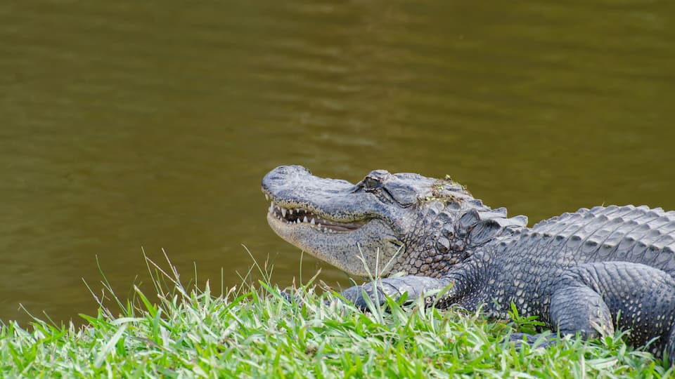 Closeup of smiling American alligator on Avery Island, Louisiana, USA