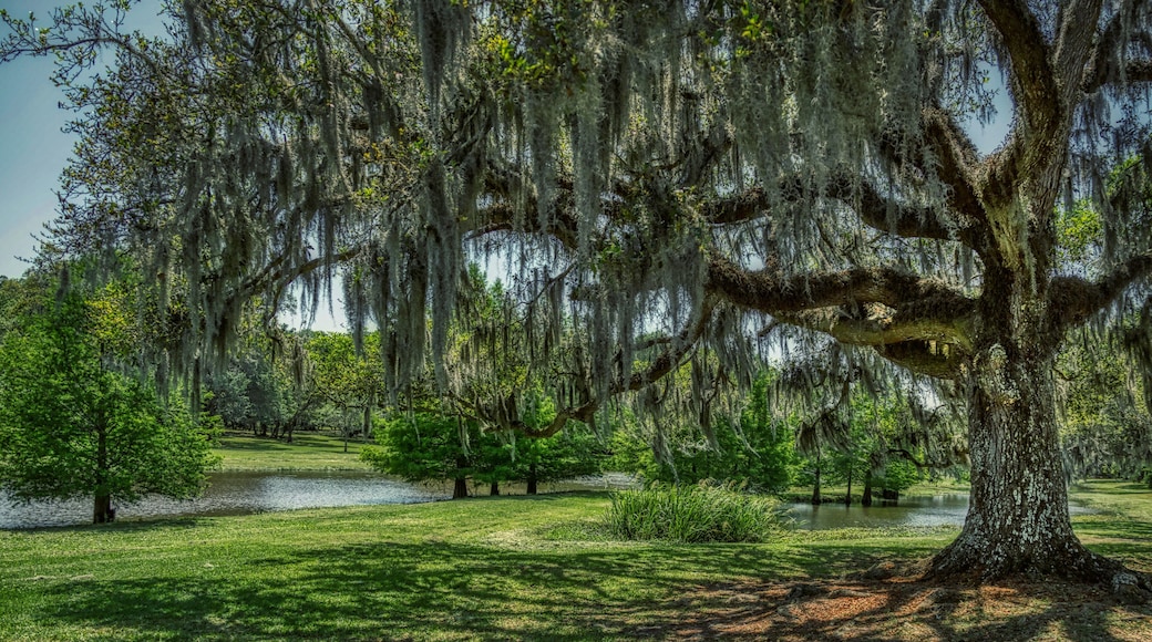 Jungle Garden, Avery Island, Louisiana