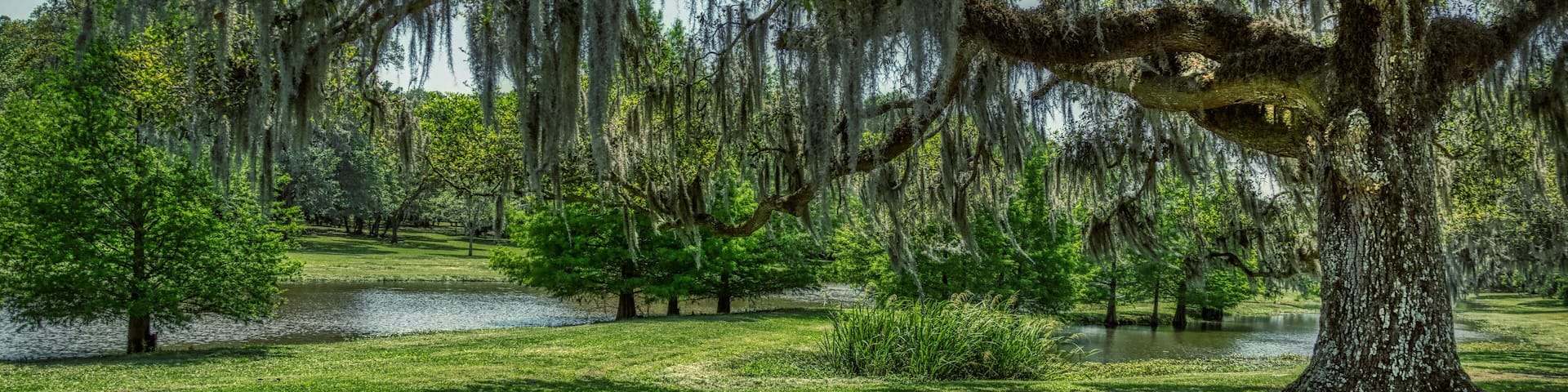 A park with a large tree covered in Spanish moss, a pond, and a grassy area.