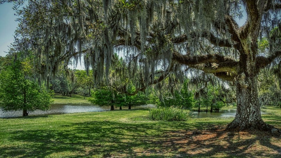 Jungle Garden, Avery Island, Louisiana