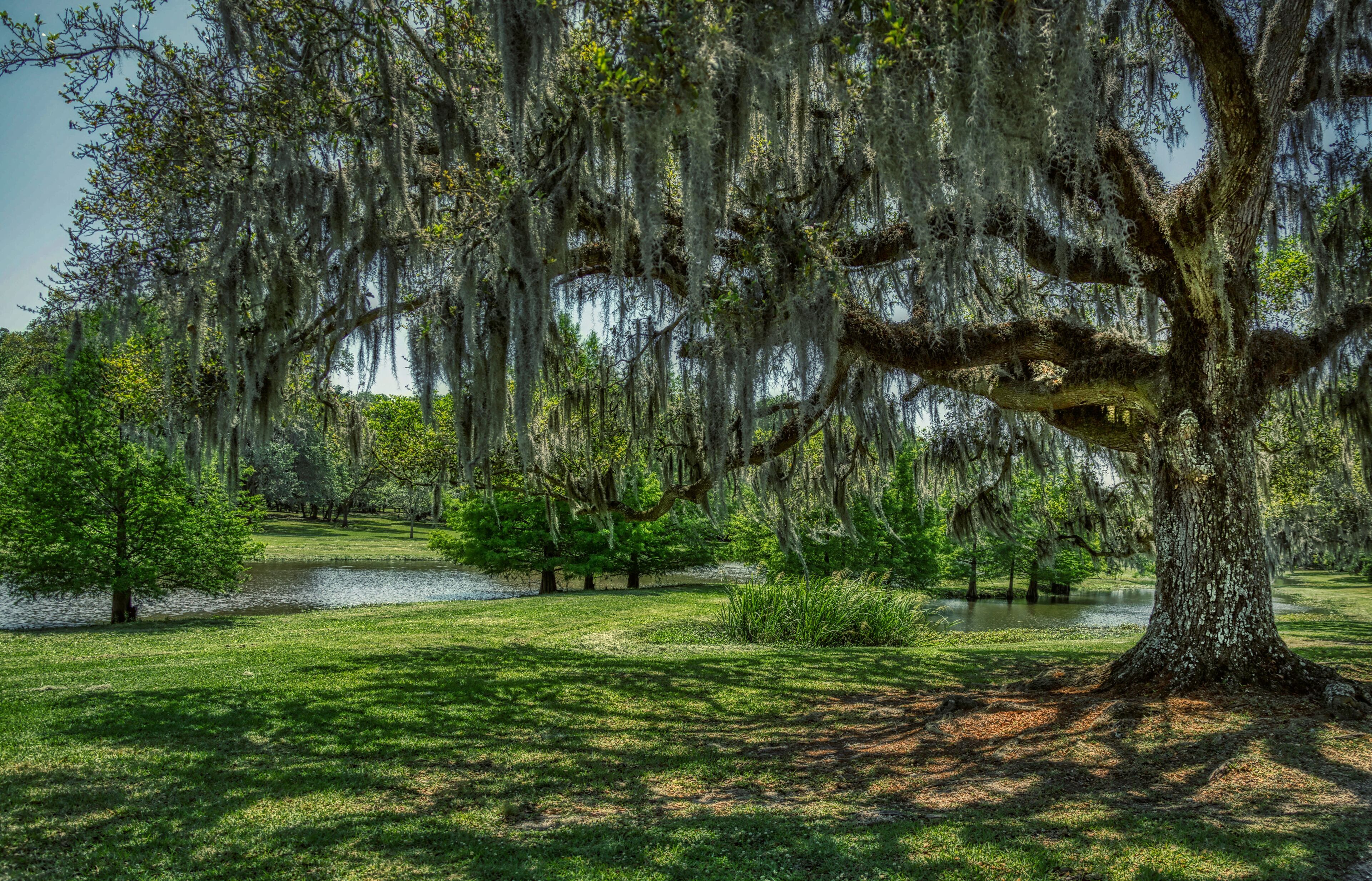 A park with a large tree covered in Spanish moss, a pond, and a grassy area.
