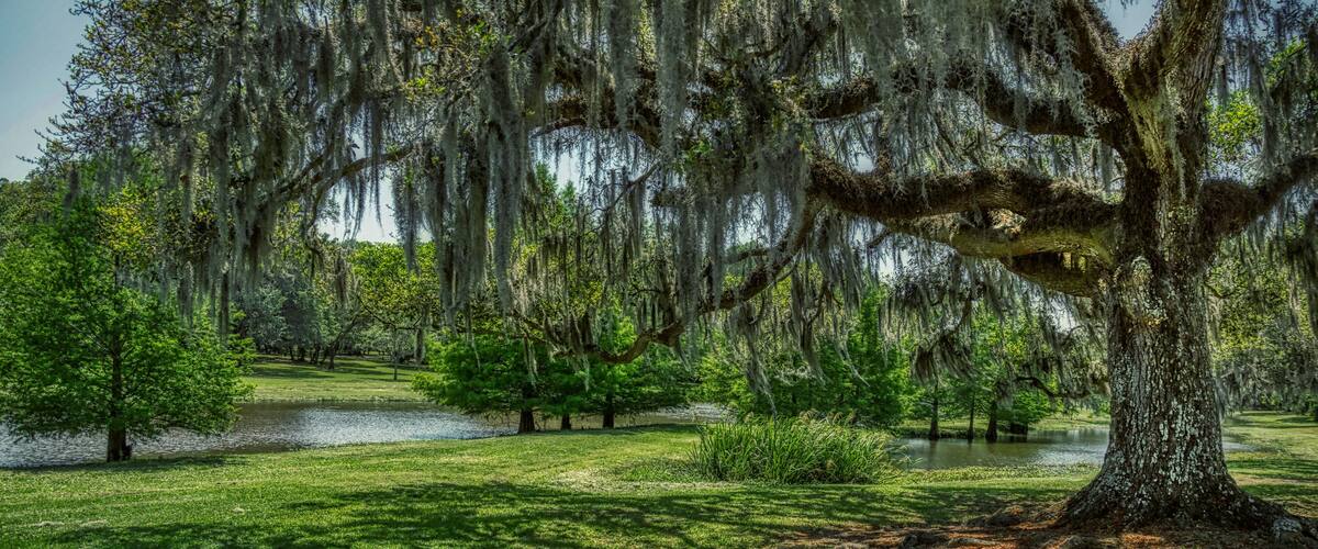 A park with a large tree covered in Spanish moss, a pond, and a grassy area.